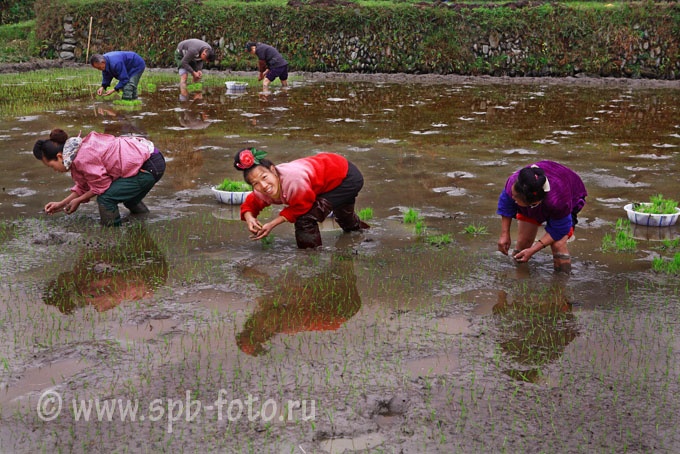 Китайцы сажают рис, фото