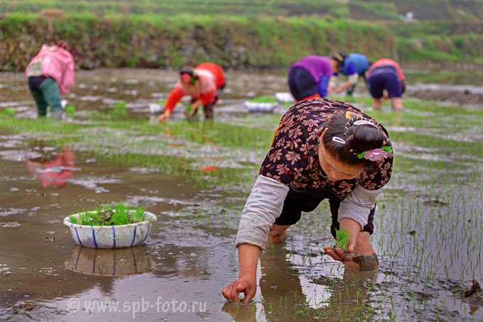 На фото, китаянка сажает в почву, залитую водой, ростки риса