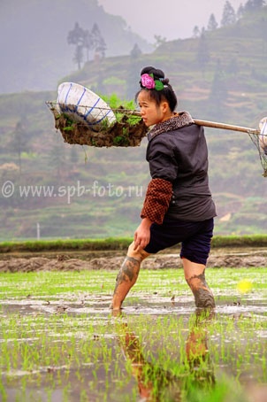Молодая китаянка стоит в грязи на рисовом поле