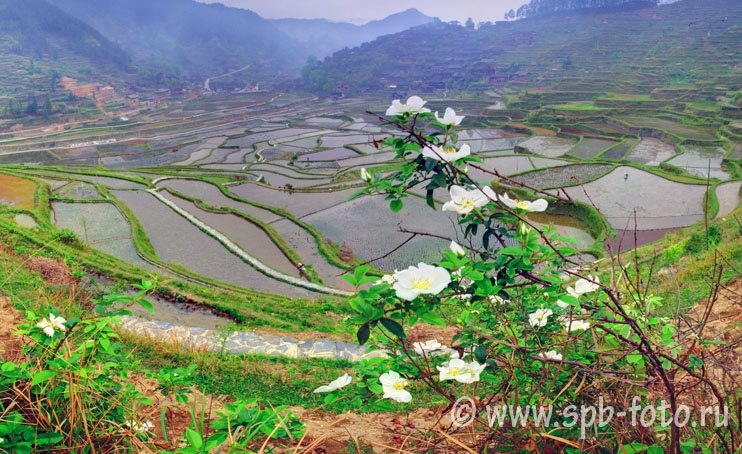 Выращивание риса в горах Юго-Западного Китая, фотография
