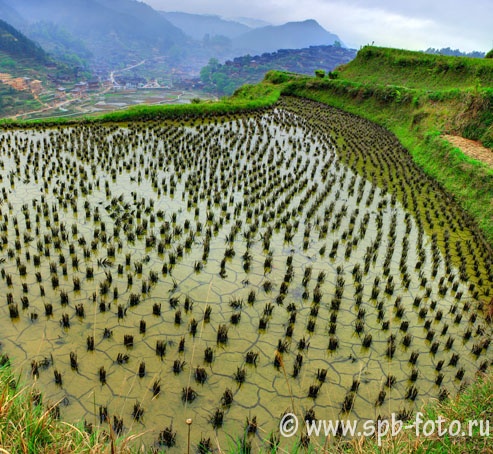 Where is rice grown? Rice planting in Southern China
