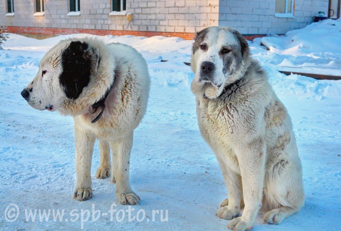 Объект охраняется собаками: Central Asian Shepherd Dog