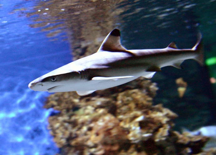 Черноплавниковая рифовая акула, фото