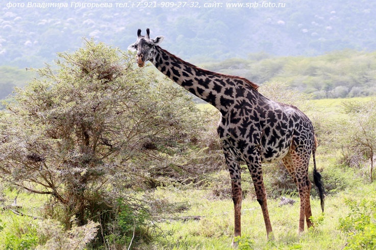 Жираф в Национальном парке Маниара