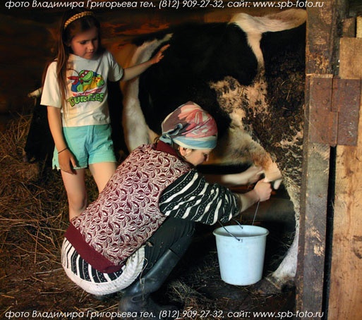 Ручное доение коровы, фото