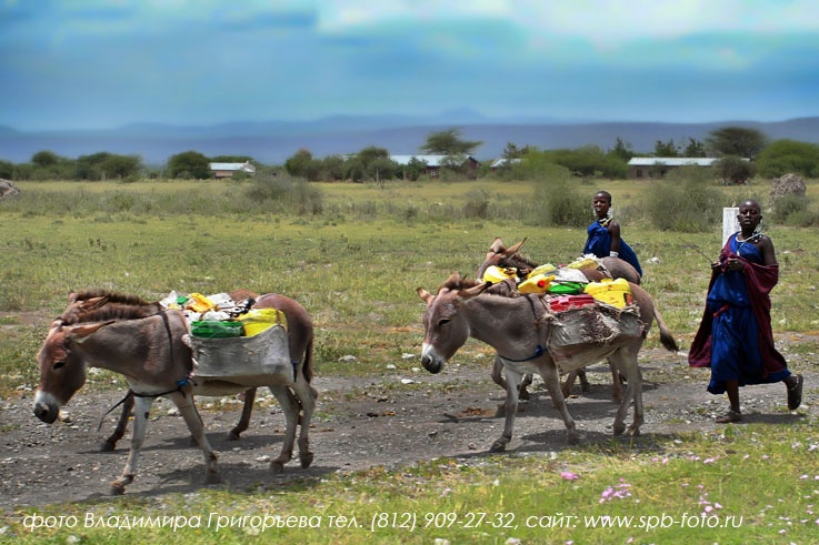 Восточная Африка, Танзания, масаи с ишаками