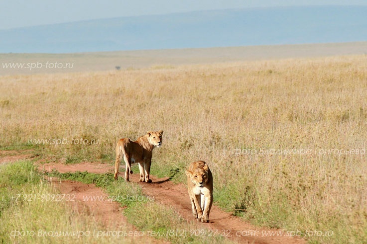 Сафари в национальных парках Объединенной Республики Танзания