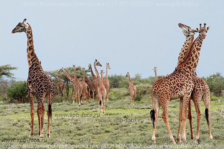 Сафари в Серенгети, жирафы