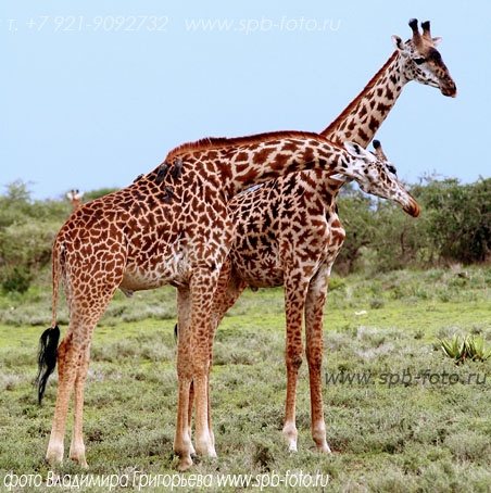 Восточная Африка, Танзания,  жирафы в Серенгети