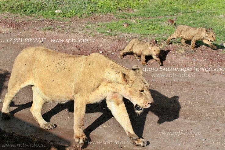 Львица со львятами в Нгоро-Нгоро