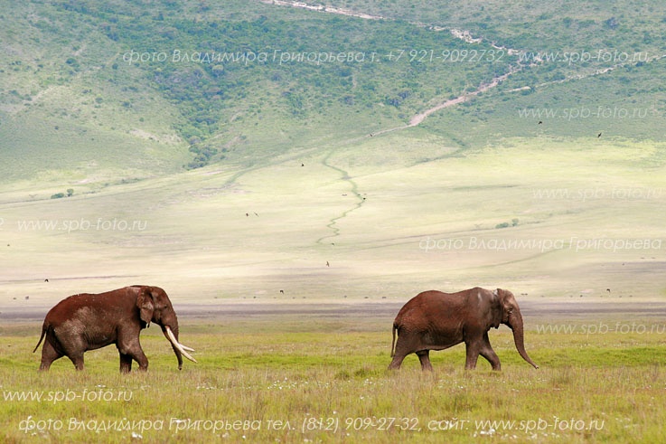 Слоны в Нгоро-Нгоро