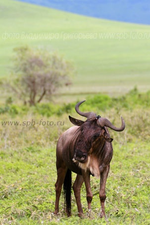 antilopen GNU