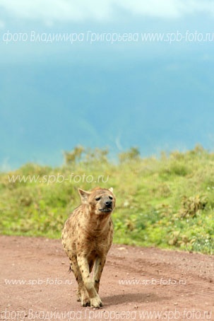 Фотосъемка животных на сафари